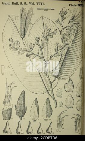 . The Gardens' bulletin; Straits Settlements . d; anthersoblong, * slightly broader at the base, usually longer than thefilaments, posterior cells smaller than the anterior (similarto those of Anisoptera laevis Ridl.) ; appendage to con-nective—a short, curved awn (seen to be slightly pappiloseunder high magnifications). Ovary ovate-conical, taperinggradually into the style, glabrous at the base, villous above;style cylindrical, about one and a half times as long as theovary, villous below, glabrous and often elliptical in cross-section in the upper half; stigma not enlarged, simple orminutely Stock Photo