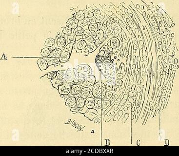 compléments capillaires