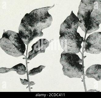 . Journal of agricultural research . «i .•, ?^W* t.^. ?^.*t N. X ^^j^ Journal of Agricultural Researcii Vol. XVII, No. 6 Investigations on Mosaic Disease of the Irish Potato Plate 28 Stock Photo