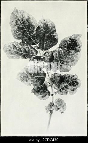 . Journal of agricultural research . Vl - Journal of Agricultural Research Vol. XVII, No. 5 PLATE B Foliage of potato, Bliss Triumph variety. Note decided crinkling of leaf paren-chyma on diseased leaf at left. More severely affected than diseased leaf on Plate A.Healthy leaf of same variety at right. Greenhouse, Washington, D. C, 1919. FLATE 25 Leaf of Irish potato, Green Mountain variety, infected with mosaic. Medium stageof disease. Note mottling and crinkling of laminar parenchyma. Specimen takenfrom field, Caribou, Me., 1914. Investigations on Mosaic Disease of the Irlsii Potato Plate 25. Stock Photo
