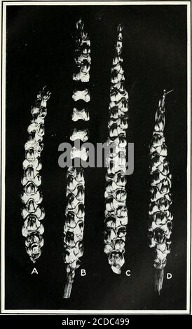 . Journal of agricultural research . Journal of Agricultural Research Vol. XVII. No. 3 PLATE 17 Pistillate inflorescences of hybrid between Euchlaena and maize: A.—Showing pedicelled staminate spikelets with sessile pistillate spikelets. B.—Closely compacted inflorescense with two rows of alicoles and four rows of seeds. C-E.—Spirally twisted inflorescences, with three rows of alicoles. PLATE i8 Pistillate inflorescences of hybrid between Huchlaena and maize, showing yokedalicoles:A-C—The alicoles are in four rows corresponding vo an eight-rowed ear.D.—The alicoles are in five rows, correspond Stock Photo