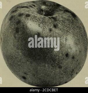 Sooty Blotch fungus affected apple with blemishes and black specks on ...