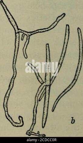 . Fungous diseases of plants, with chapters on physiology, culture methods and technique . Fig. 164. Cylindrosporium Padia, section of acervulus ; b, conidia, some germinating FUNGI IMPERFECTI 341 48-60 X 2/x. They germinate readily, and evidently require but afew days incubation after infection for the production of the char-acteristic shot-holes upon susceptible hosts. No ascogenous stage of this fungus is known, and there is somedoubt as to the ordinary method of wintering over. Stewart, how-ever, has found the pustules of this fungus on the twigs of cherry,and it is quite probable that thi Stock Photo