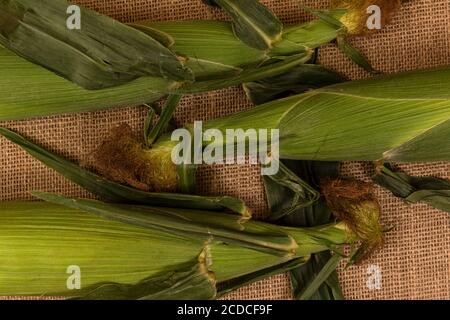 Corn cobs in husks aranged on burlap. Stock Photo