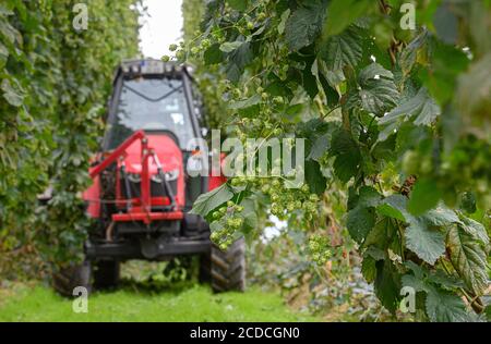 Ostrau, Germany. 27th Aug, 2020. A tractor with a ripper drives through the hop garden of the 'Hoob Hopfen und Obst GmbH' and harvests the hops. Farmers expect an above average hop harvest. Credit: Robert Michael/dpa-Zentralbild/dpa/Alamy Live News Stock Photo