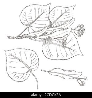 Set of vintage linden flowers and branches. Stock Vector