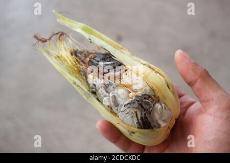 isolated hand of a man holding a Corn smut, witch is a plant disease caused by the pathogenic fungus Ustilago maydis, also known as  huitlacoche o cui Stock Photo