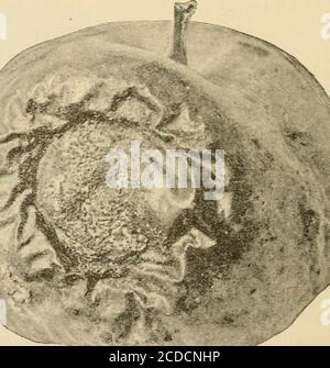 . Manual of fruit diseases . Fruit. Fig. 41. — Coryneum-blight disease ...