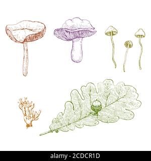Vintage set of ink drawn mushrooms and leaves Stock Vector