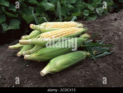 Fresh organic yellow sweet corn, Beautiful morning sunrise over the corn field, Fresh corn on cobs, closeup Stock Photo
