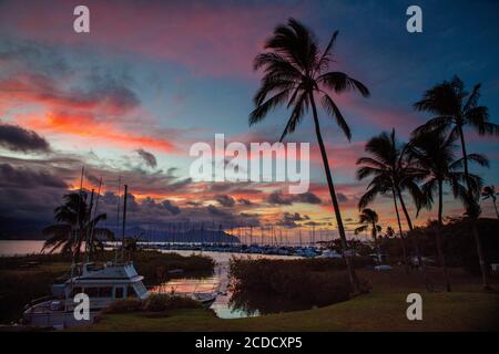 Coconut Palm Tree, Sunset, Kaneohe Bay, Oahu, Hawaii Stock Photo