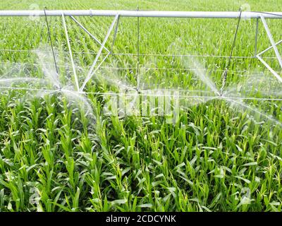 Agricultural irrigation system watering corn field on sunny summer day. Stock Photo