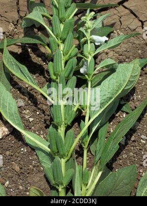 Sesame (Sesamum orientale, til, till). with flowers, blooming in the summer, Grow of Sesame Plant, Crop, Seed, Sunrise at the fields Stock Photo