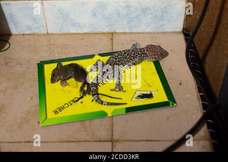 Gecko and mice trapped in rat glue Stock Photo