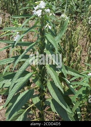 Sesame (Sesamum orientale, til, till). with flowers, blooming in the summer, Grow of Sesame Plant, Crop, Seed, Sunrise at the fields Stock Photo
