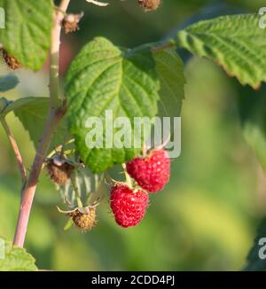 Fresh red raspberries growing on a branch Stock Photo