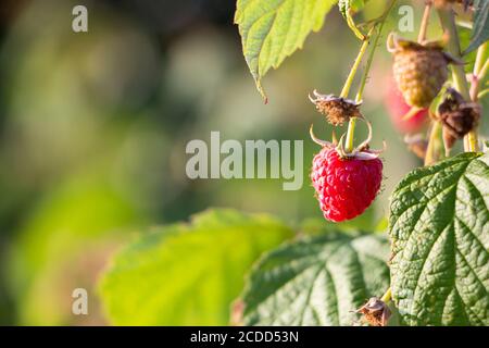 Fresh red raspberries growing on a branch Stock Photo
