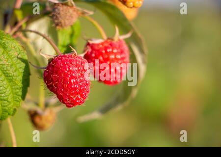 Two ripe raspberries hang on a branch. Stock Photo