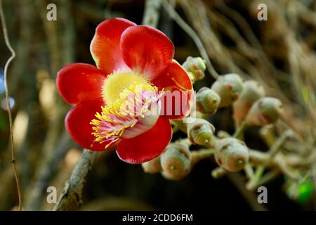 Close up of Shorea robusta flowers or Sala flora on the tree, Cannonball Tree, Couroupita guianensis. Stock Photo