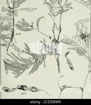 . The rusts of Australia, their structure, nature, and classification . G. H. Kobinson, Phot. UROMYCLADIUM. LEGUMINOSAE-ACACIA DEALBATA. 308 Explanation of Plates. PLATE XXXIV. UROMYCLADIUM TEPPERIANIM.Fig. 278. Branch of Acacia armata showing the powdery galls caused bv the growth ofU. tef-perianum ... ... ... ... ... nat. size Plate XXXIV Stock Photo