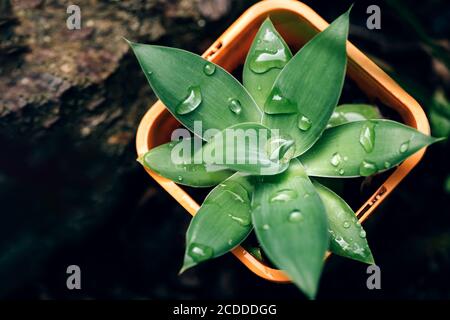 Small succulent plant agava with drops of water on it in orange pot on a ground Stock Photo