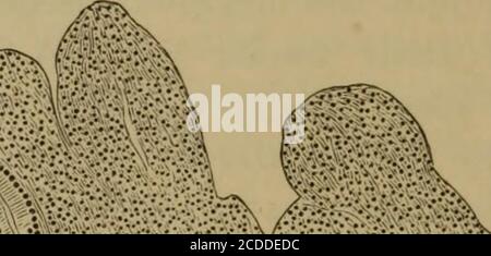 . The elements of pathological histology with special reference to practical methods . A /-. Stock Photo