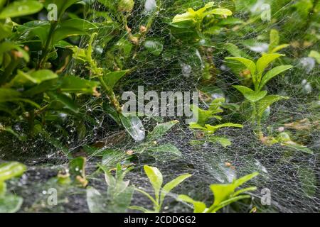 web of Nursery Web Spider (Pisaura Mirabilis) after rain in garden, Czech Republic wildlife Stock Photo
