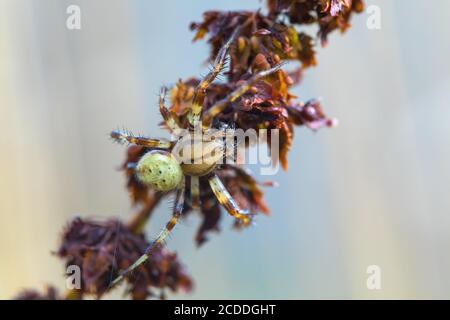 Cucumber green spider on grass in summer forest. Araniella cucurbitina with spider net, waiting for its prey. Europe, Czech Republic wildlife Stock Photo