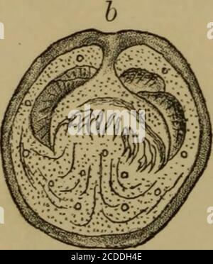 . The elements of pathological histology with special reference to practical methods . d Stock Photo