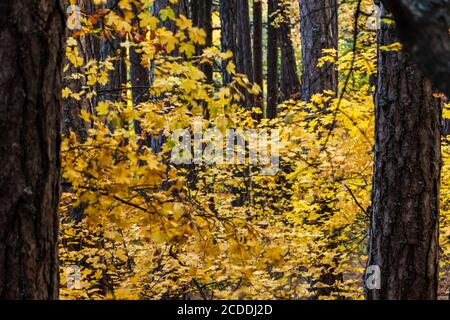 Deciduous and coniferous trees in autumn. Abstract autumn leafy background. Yellow leaves among tall trees. October. Golden autumn in the forest. Text Stock Photo