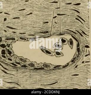 . The elements of pathological histology with special reference to practical methods . ^1 » « ^n. Stock Photo