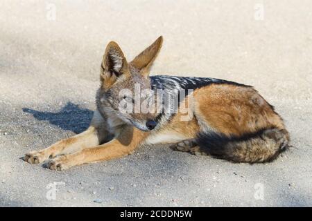 Black-backed jackal (Canis mesomelas) closeup lying in the road in Kruger National Park, South Africa Stock Photo