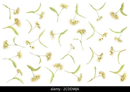 Carpet of gingko leaves wallpaper isolated  and flat layed on a white background. Stock Photo