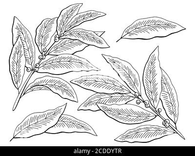 Bay leaf graphic black white isolated sketch set illustration vector Stock Vector