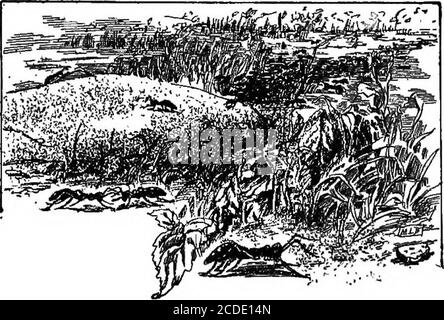 . Stepping stones to literature : a reader for sixth grades . hand, for two or three black ants were rushingabout in the greatest agitation, and one was perched motion-less with its own pupa in its mouth on the top of a sprayof heath, an image of despair over its ravaged home. Such are the facts, though they do not need confirmationby me, in regard to the wonderful instinct of making slaves.Let it be observed what a contrast the instinctive habitsof the red ants present with those of the continentalbrown ants. The latter does not build its own nest,does not determine its own migrations, does n Stock Photo