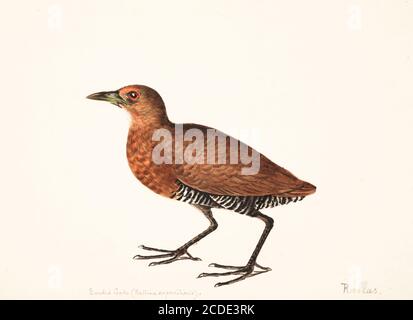 The slaty-legged crake or banded crake (Rallina eurizonoides) is a waterbird in the rail and crake family, Rallidae. 18th century watercolor painting by Elizabeth Gwillim. Lady Elizabeth Symonds Gwillim (21 April 1763 – 21 December 1807) was an artist married to Sir Henry Gwillim, Puisne Judge at the Madras high court until 1808. Lady Gwillim painted a series of about 200 watercolours of Indian birds. Produced about 20 years before John James Audubon, her work has been acclaimed for its accuracy and natural postures as they were drawn from observations of the birds in life. She also painted fi Stock Photo