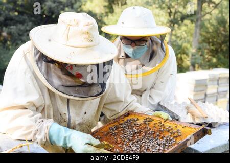 Beekeeper on apiary. Beekeeper is working with bees and beehives on the apiary. High quality image Stock Photo
