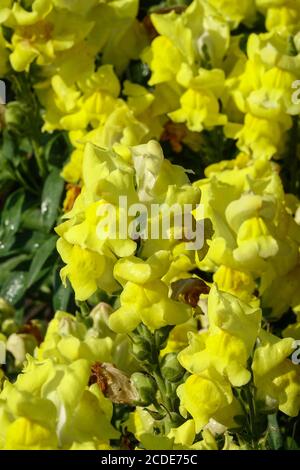 Snapdragon Antirrhinum majus Snaptastic Yellow snapdragon flower Stock Photo