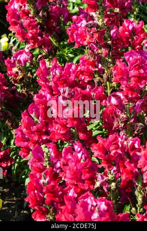 Snapdragon Antirrhinum majus Liberty Classic Crimson Stock Photo