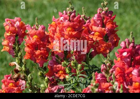 Snapdragon Antirrhinum majus Liberty Classic Scarlet snapdragon flower Stock Photo