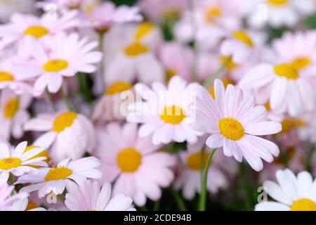 Argyranthemum 'Petite Pink' Marguerite 'Petite Pink', Marguerite daisy 'Petite Pink', Argyranthemum 'Pink Delight'. Mass of pink daisy-like flowers Stock Photo