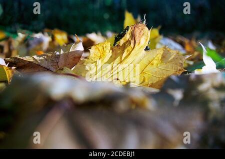 Yellow Mapple leaf laying on the ground in autumn with sunny backlight shinning through with a dark forest in the background Stock Photo