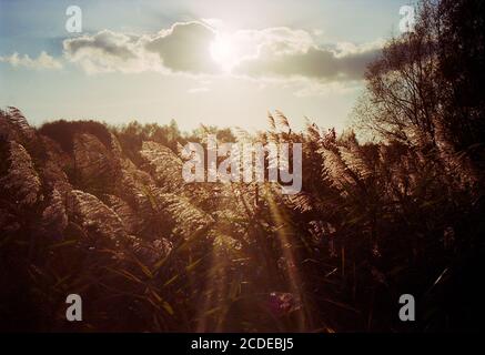Silhouette of group of reed in warm autumnal  backlighting sunlight with clouds in the sky. The sun is bursting through the clouds Stock Photo