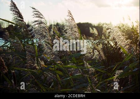 Silhouette of group of reed in warm autumnal  backlighting sunlight with clouds in the sky. The sun is bursting through the clouds Stock Photo
