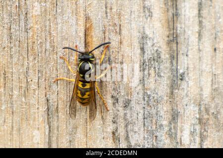 Common wasp (Vespula vulgaris) collecting wood pulp for building its nest from a wooden fence post, UK Stock Photo