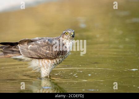 eurasian or northern sparrowhawk in waterhole for quenching thirst during safari in jhalana forest reserve jaipur rajasthan india - accipiter nisus Stock Photo