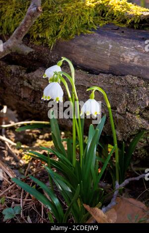 snowflake flower near the log. spring nature background in forest Stock Photo