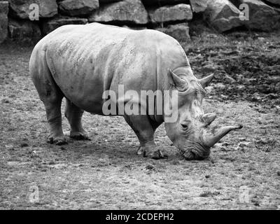 Black Rhinoceros, Diceros bicornis, grazing in the grass. Black and white image. Stock Photo