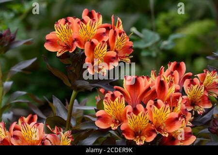 Alstroemeria Indian summer bright orange and yellow Peruvian Lily flowers