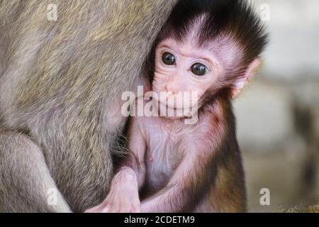 Close up cute baby vervet monkey with her mother Stock Photo